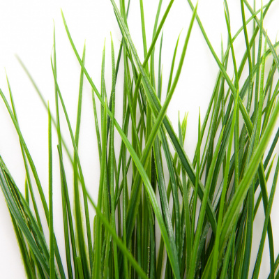 Трава искусственная -4, шт  (осока 50 см/8 см  7 листов)				 - купить в Омске. Цена: 130.73 руб.